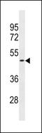 Olfactory Receptor Family 1 Subfamily S Member 2 antibody, LS-C158012, Lifespan Biosciences, Western Blot image 