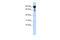 Exocyst Complex Component 3 antibody, 26-640, ProSci, Enzyme Linked Immunosorbent Assay image 