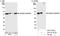 Glutamate Rich WD Repeat Containing 1 antibody, A301-576A, Bethyl Labs, Immunoprecipitation image 