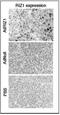 PR/SET Domain 2 antibody, PA1-31782, Invitrogen Antibodies, Immunohistochemistry frozen image 