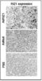 PR/SET Domain 2 antibody, PA1-31782, Invitrogen Antibodies, Immunohistochemistry frozen image 