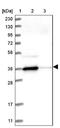 N-Acetylglucosamine Kinase antibody, NBP2-38240, Novus Biologicals, Western Blot image 