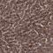 Ras Suppressor Protein 1 antibody, PA5-55270, Invitrogen Antibodies, Immunohistochemistry frozen image 