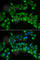 ISL LIM Homeobox 1 antibody, A6383, ABclonal Technology, Immunofluorescence image 