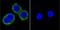 Calcium/Calmodulin Dependent Protein Kinase II Alpha antibody, GTX22724, GeneTex, Immunocytochemistry image 