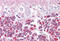Laforin antibody, MBS243650, MyBioSource, Immunohistochemistry frozen image 