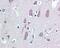 Vacuolar Protein Sorting 25 Homolog antibody, 49-911, ProSci, Immunohistochemistry frozen image 
