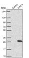 SH2 Domain Containing 6 antibody, PA5-62857, Invitrogen Antibodies, Western Blot image 