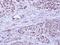 BCLB antibody, PA5-22190, Invitrogen Antibodies, Immunohistochemistry frozen image 