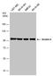 Striatin 4 antibody, PA5-78485, Invitrogen Antibodies, Western Blot image 