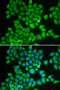 Phosphodiesterase 1B antibody, 18-502, ProSci, Immunofluorescence image 