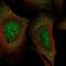 Lactamase Beta 2 antibody, HPA053040, Atlas Antibodies, Immunofluorescence image 