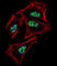 Prospero Homeobox 1 antibody, abx031495, Abbexa, Western Blot image 