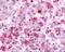 G Protein-Coupled Receptor 152 antibody, 48-260, ProSci, Immunohistochemistry frozen image 