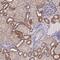 Nipsnap Homolog 3A antibody, NBP2-46674, Novus Biologicals, Immunohistochemistry paraffin image 