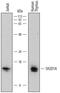 SH2 Domain Containing 1A antibody, MAB7440, R&D Systems, Western Blot image 