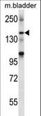 SH3 And Multiple Ankyrin Repeat Domains 2 antibody, LS-C169068, Lifespan Biosciences, Western Blot image 