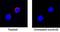 Interferon Gamma antibody, MAB5851, R&D Systems, Immunofluorescence image 