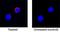 Interferon Gamma antibody, MAB5851, R&D Systems, Immunofluorescence image 