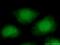 Aprataxin antibody, 26747-1-AP, Proteintech Group, Immunofluorescence image 