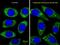 Autophagy Related 16 Like 1 antibody, PA5-35207, Invitrogen Antibodies, Immunofluorescence image 