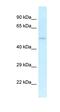 U2AF Homology Motif Kinase 1 antibody, orb330157, Biorbyt, Western Blot image 