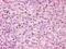 G Protein-Coupled Receptor 171 antibody, GTX70749, GeneTex, Immunohistochemistry paraffin image 