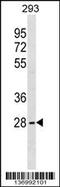 Serine And Arginine Rich Splicing Factor 10 antibody, 59-189, ProSci, Western Blot image 