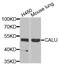 Calumenin antibody, abx005017, Abbexa, Western Blot image 