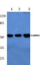 Gamma-aminobutyric acid receptor subunit beta-1 antibody, AP06129PU-N, Origene, Western Blot image 