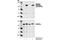 Protein Kinase D1 antibody, 2054T, Cell Signaling Technology, Western Blot image 