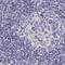 Endonuclease, Poly(U) Specific antibody, PA5-66924, Invitrogen Antibodies, Immunohistochemistry frozen image 
