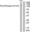 Phospholipase D1 antibody, AP55835PU-N, Origene, Western Blot image 