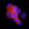Anti-Mullerian Hormone antibody, MAB17371, R&D Systems, Immunocytochemistry image 