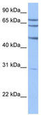 Testis Specific Serine Kinase Substrate antibody, TA335489, Origene, Western Blot image 