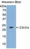 Interleukin 1 Alpha antibody, MBS2002095, MyBioSource, Western Blot image 