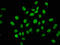 AHNAK Nucleoprotein 2 antibody, LS-C673042, Lifespan Biosciences, Immunofluorescence image 