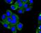 Angiotensin I Converting Enzyme 2 antibody, M00756, Boster Biological Technology, Immunofluorescence image 