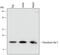 Thioredoxin Domain Containing 17 antibody, MAB3504, R&D Systems, Western Blot image 