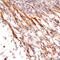 Neurturin antibody, AF477, R&D Systems, Immunohistochemistry frozen image 
