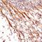 Neurturin antibody, AF477, R&D Systems, Immunohistochemistry frozen image 