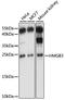 High Mobility Group Box 3 antibody, LS-C750041, Lifespan Biosciences, Western Blot image 