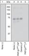 Eukaryotic Translation Initiation Factor 2 Alpha Kinase 2 antibody, 44-668G, Invitrogen Antibodies, Western Blot image 