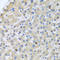 Apolipoprotein A-V antibody, abx000061, Abbexa, Immunohistochemistry paraffin image 