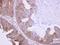 Betaine--Homocysteine S-Methyltransferase antibody, LS-C185517, Lifespan Biosciences, Immunohistochemistry paraffin image 