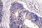 Acetyl-CoA Carboxylase Alpha antibody, LS-C176258, Lifespan Biosciences, Immunohistochemistry frozen image 
