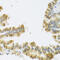 Neuromedin U antibody, 22-672, ProSci, Immunohistochemistry paraffin image 