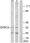 N-arachidonyl glycine receptor antibody, LS-C120711, Lifespan Biosciences, Western Blot image 