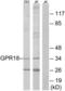 G Protein-Coupled Receptor 18 antibody, LS-C120711, Lifespan Biosciences, Western Blot image 