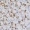 Crystallin Gamma S antibody, HPA035103, Atlas Antibodies, Immunohistochemistry paraffin image 